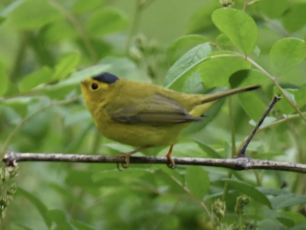 Wilson's Warbler - ML231108531