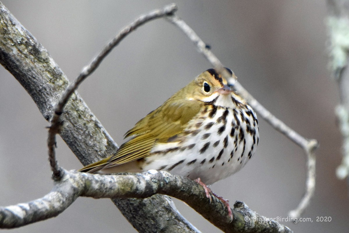 Ovenbird - ML231109141