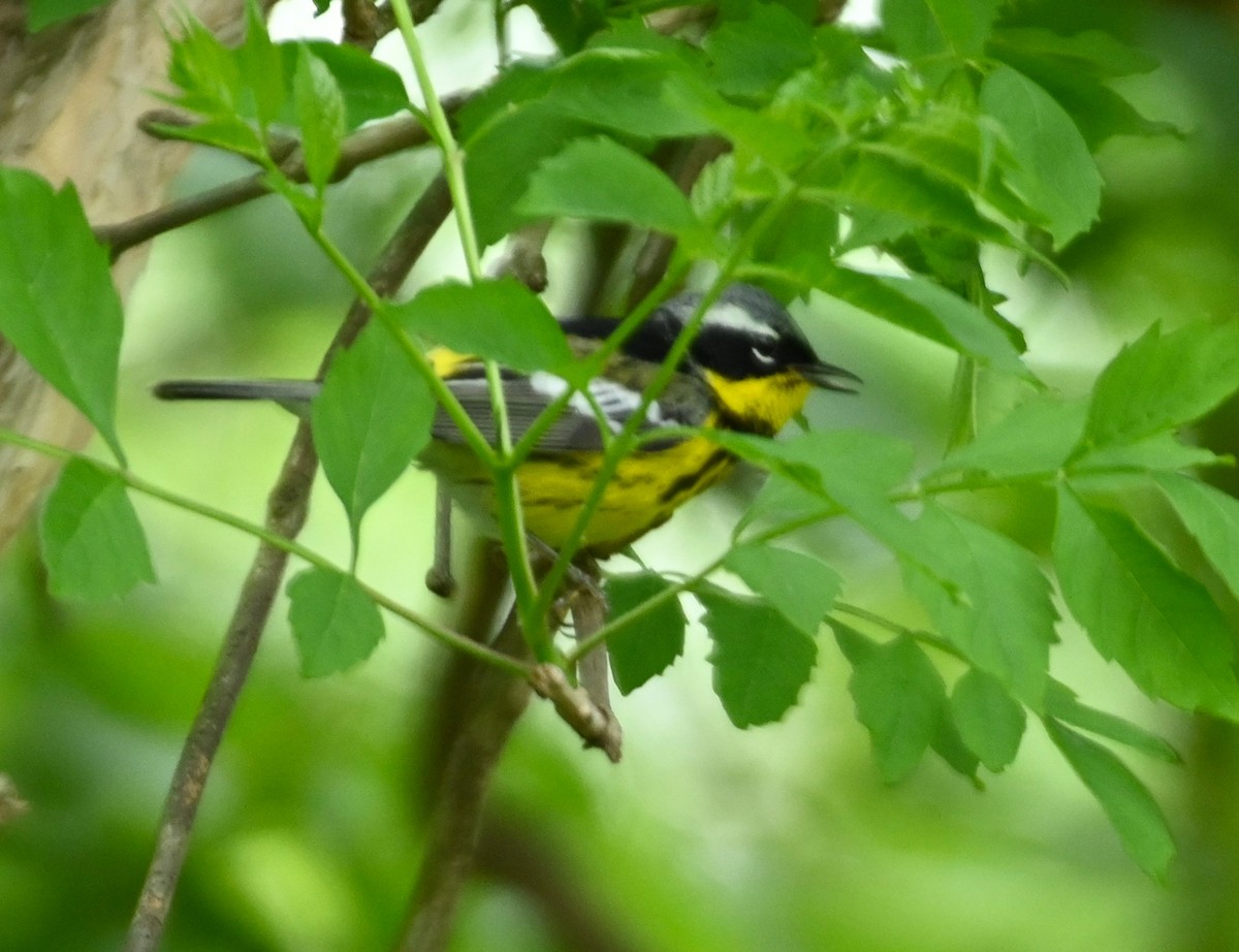 Magnolia Warbler - ML231109981