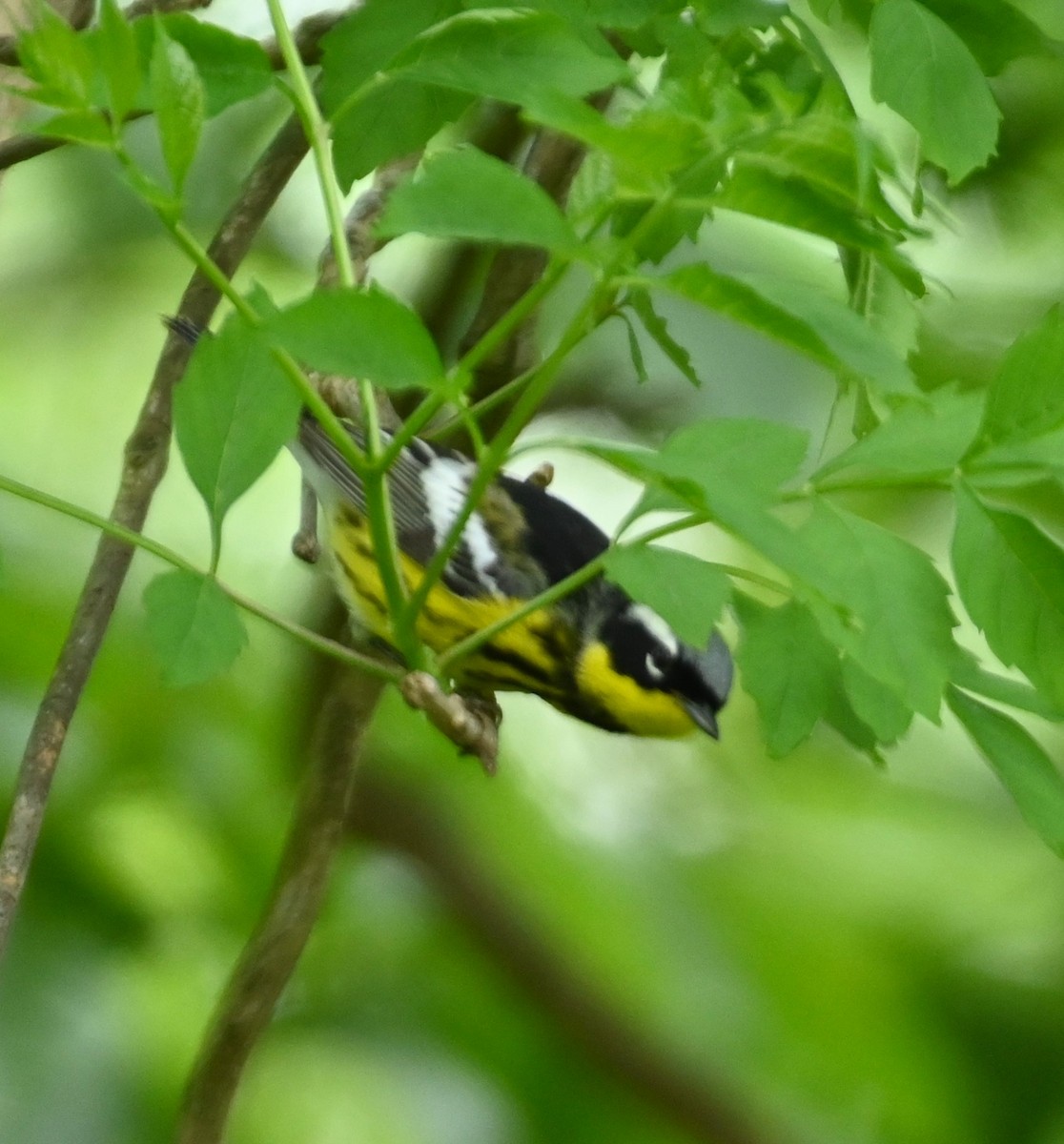 Magnolia Warbler - ML231109991
