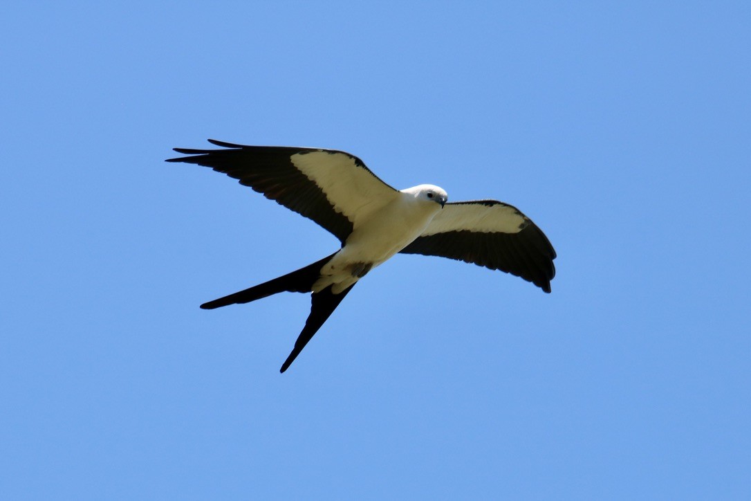 Swallow-tailed Kite - Olivia & Bryan Williams