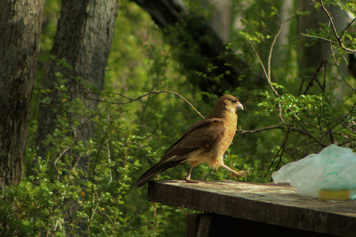 Chimango Caracara - Matías Garrido 🐧