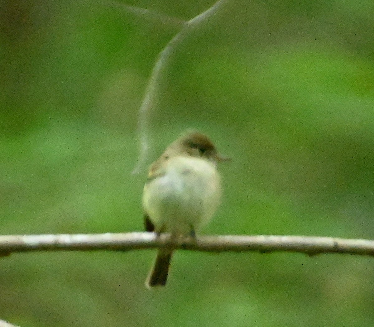 Acadian Flycatcher - ML231111071