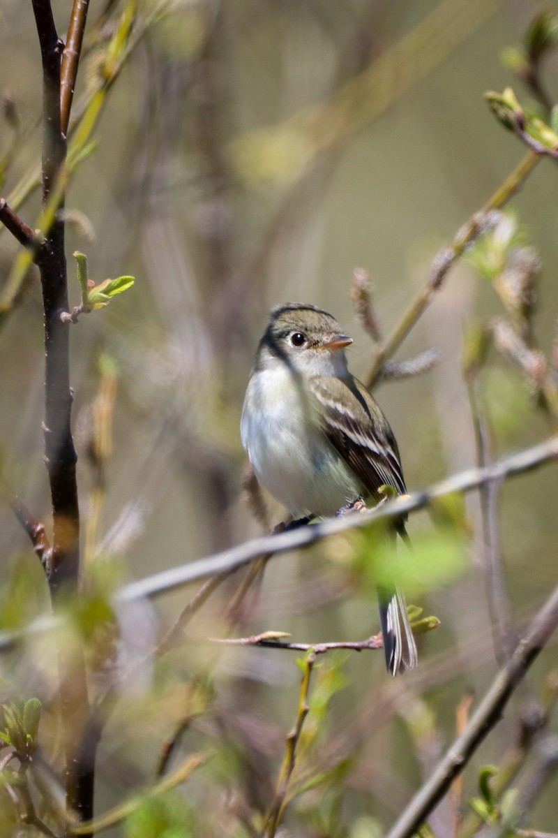 Least Flycatcher - Sean Carroll