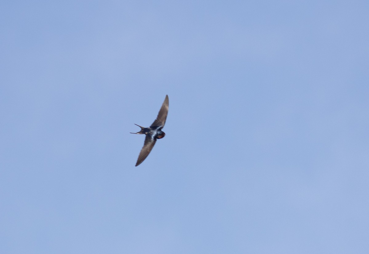 Barn Swallow (American) - Phil McNeil