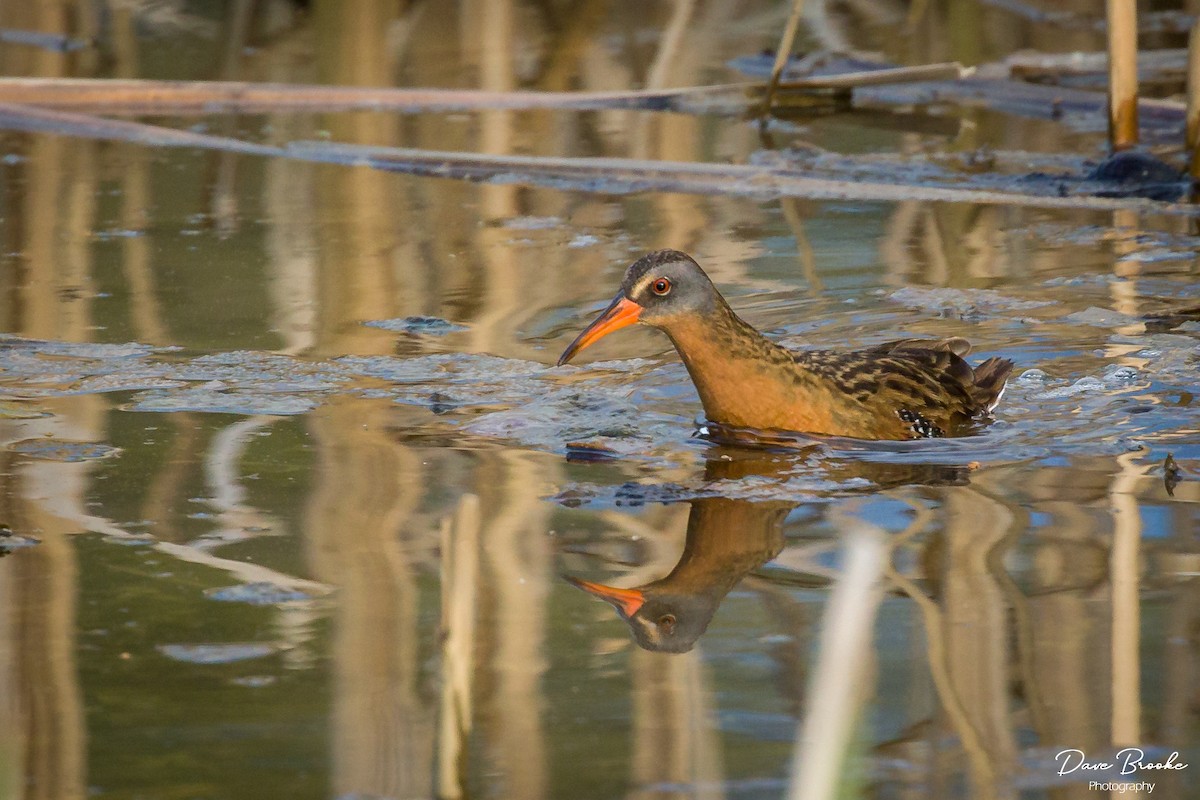 Virginia Rail - Dave Brooke