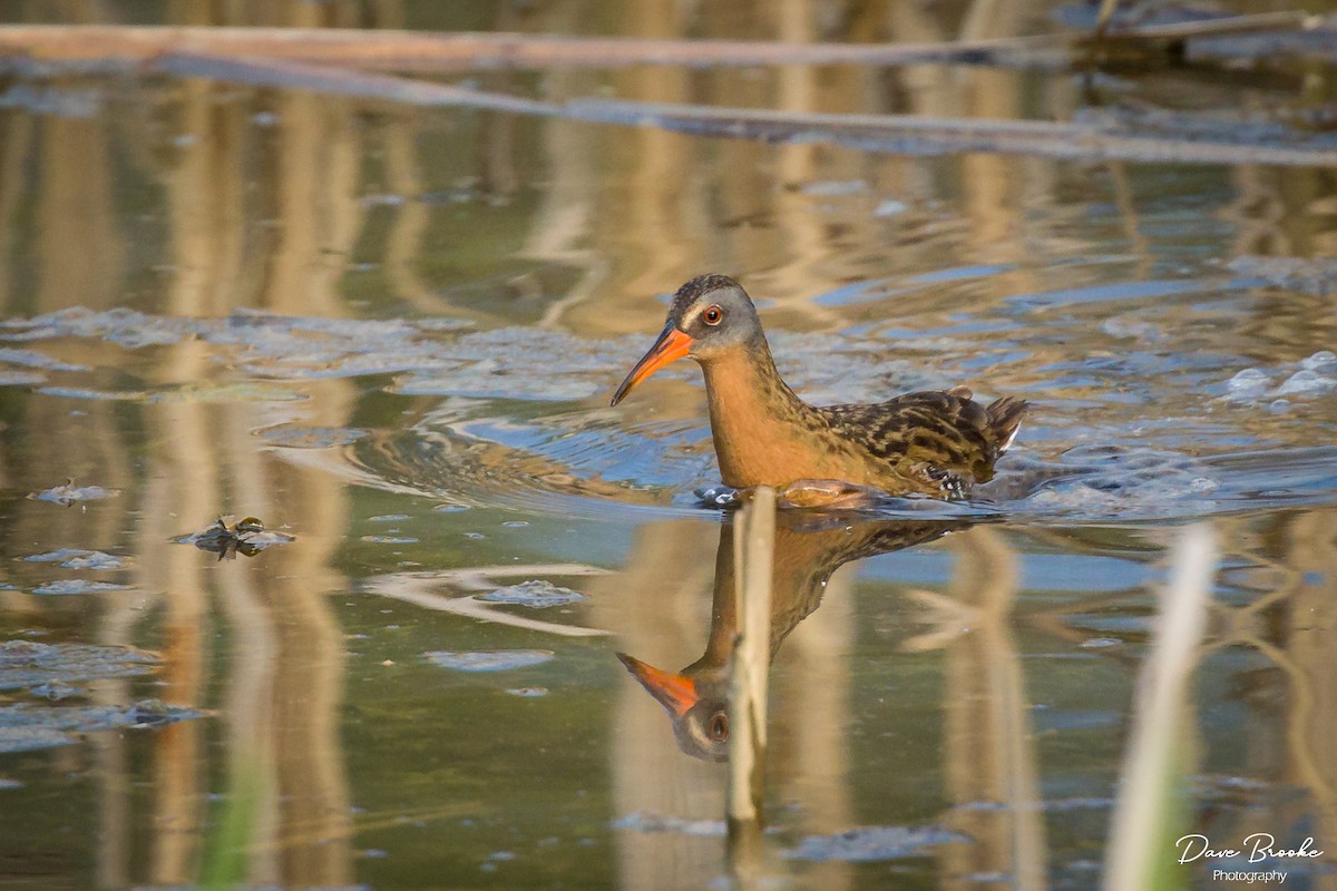 Virginia Rail - Dave Brooke