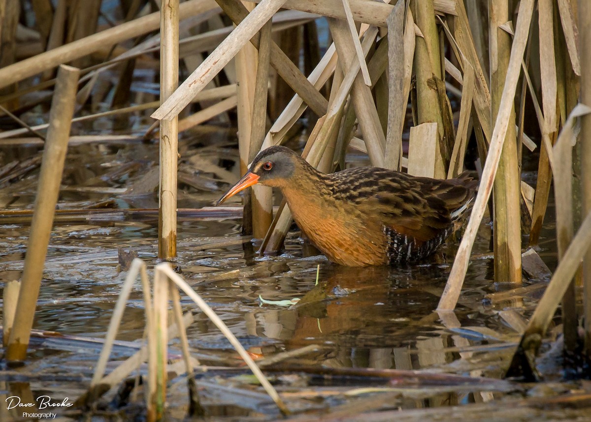 Virginia Rail - Dave Brooke