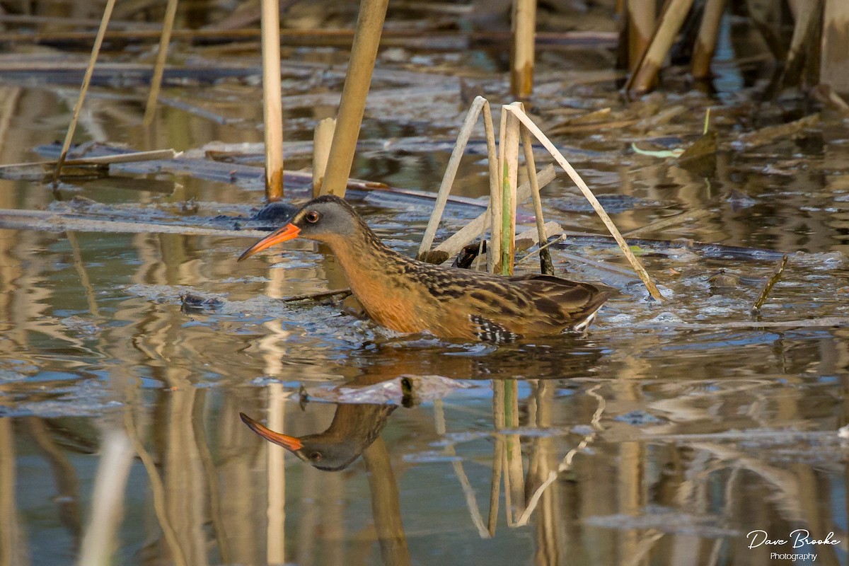 Virginia Rail - Dave Brooke