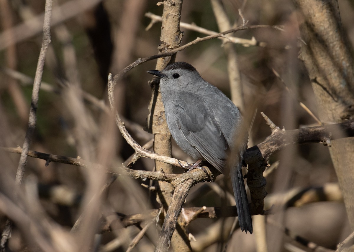 Gray Catbird - ML231112811