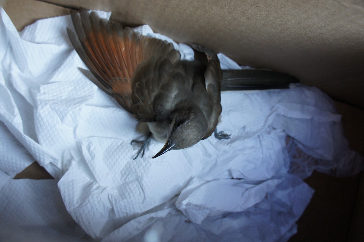 Yellow-billed Cuckoo - ML23111501