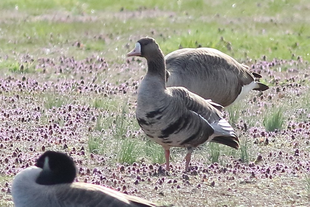 Greater White-fronted Goose - Mark L. Hoffman