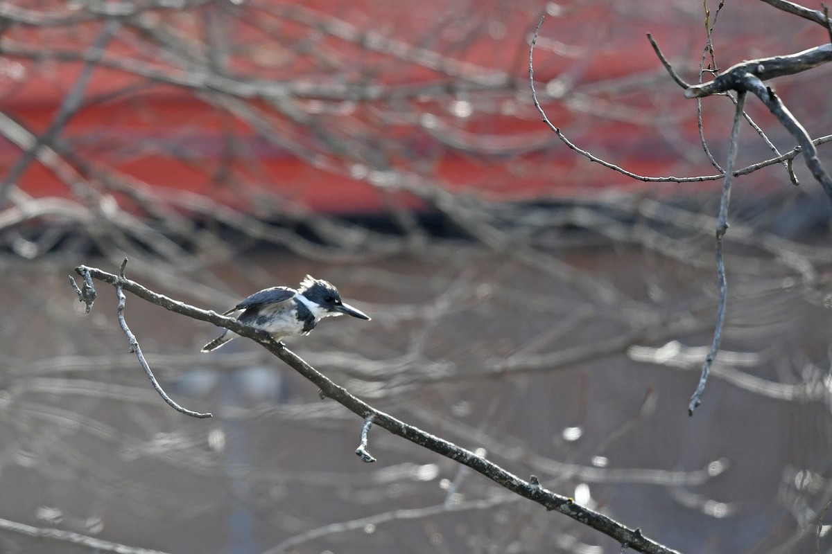 Belted Kingfisher - ML231116931