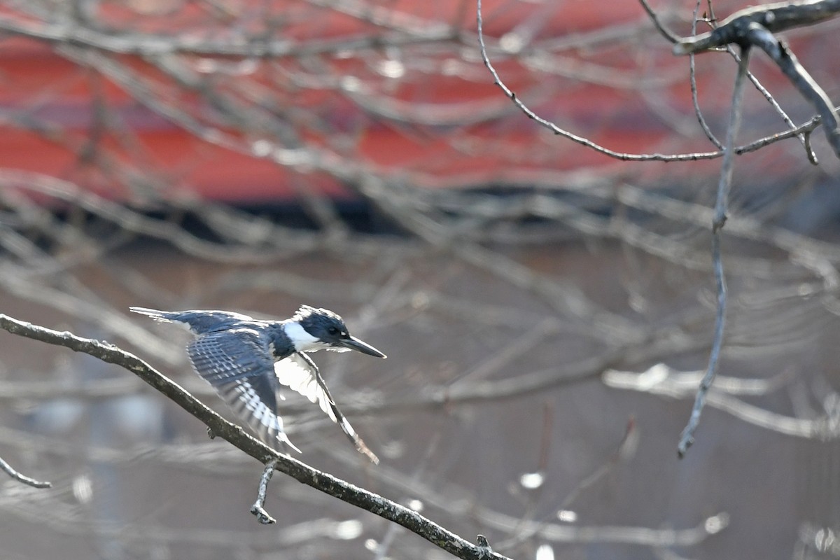 Belted Kingfisher - ML231116951