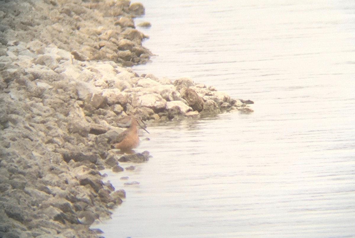 Short-billed/Long-billed Dowitcher - ML231120451