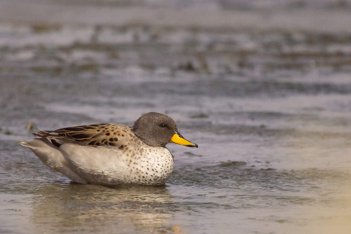 Yellow-billed Teal - Pablo Andrés Cáceres Contreras