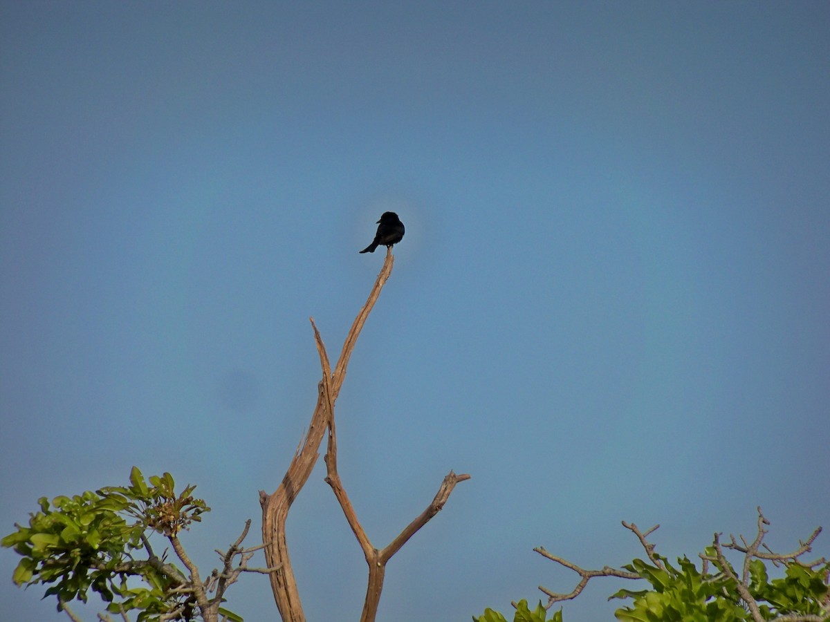 savannedrongo (divaricatus/lugubris) - ML231121791