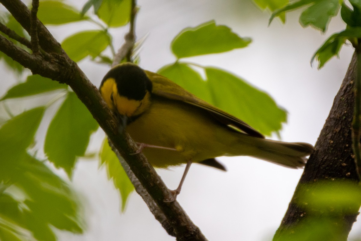 Hooded Warbler - ML231126321