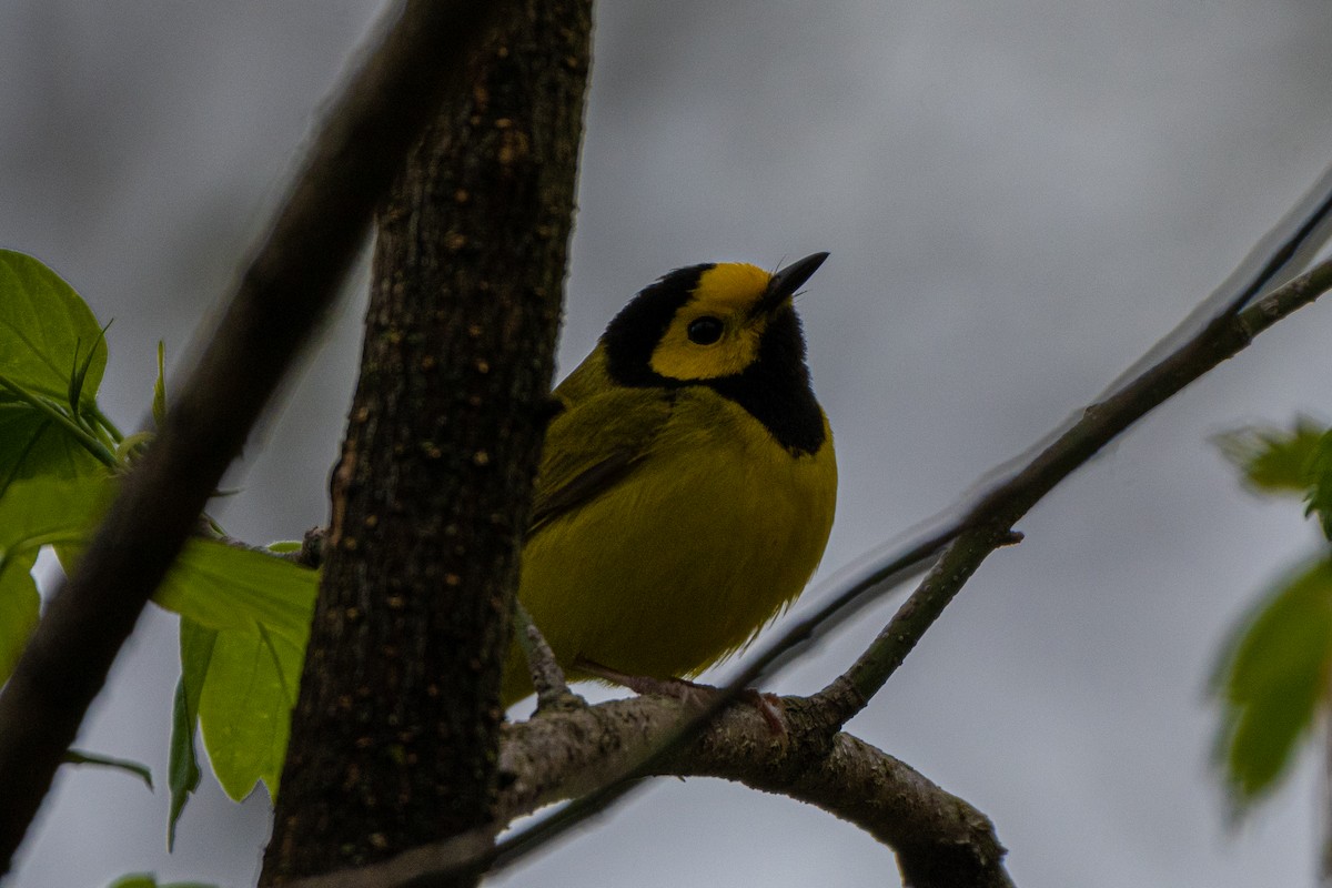 Hooded Warbler - ML231126331