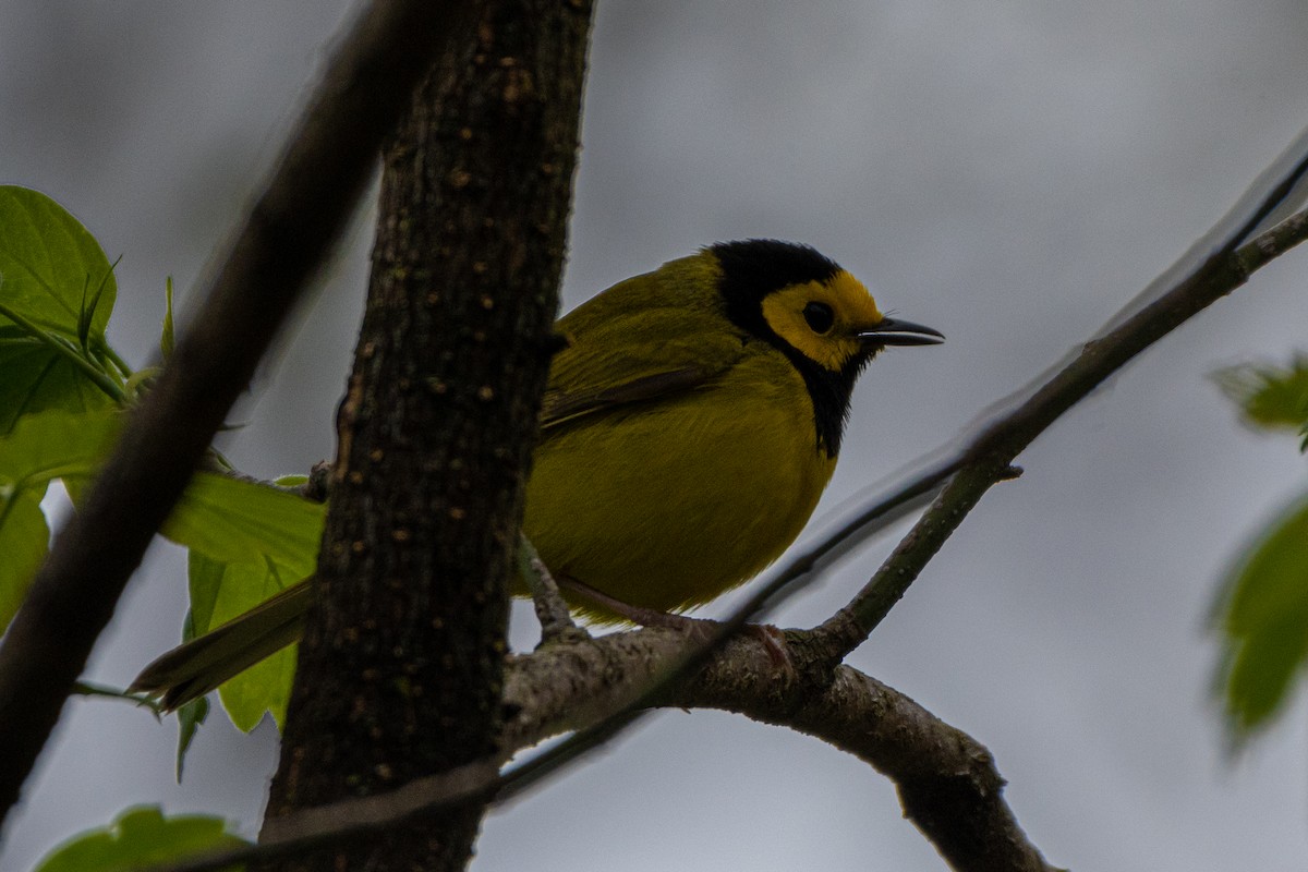 Hooded Warbler - ML231126341