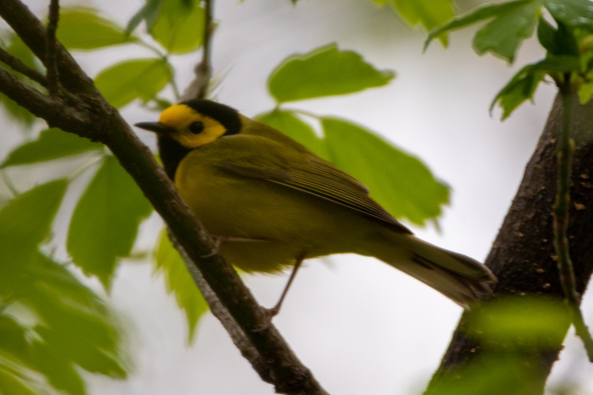 Hooded Warbler - ML231126351