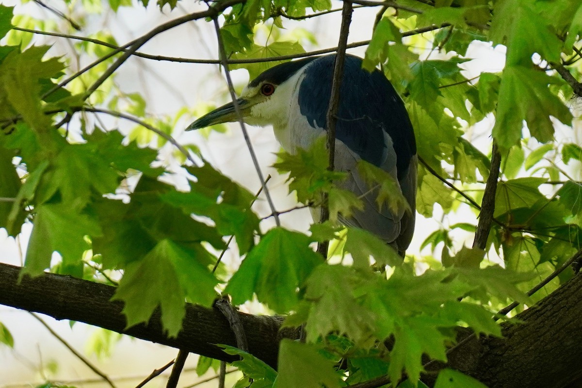 Black-crowned Night Heron - Susan Iannucci