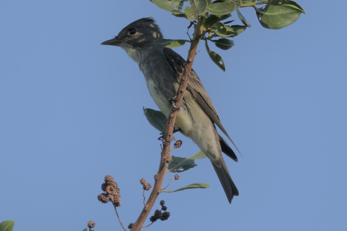 Olive-sided Flycatcher - ML231126981