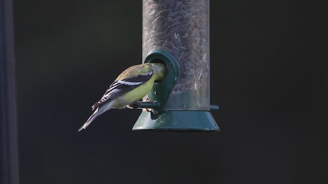 American Goldfinch - ML231127621