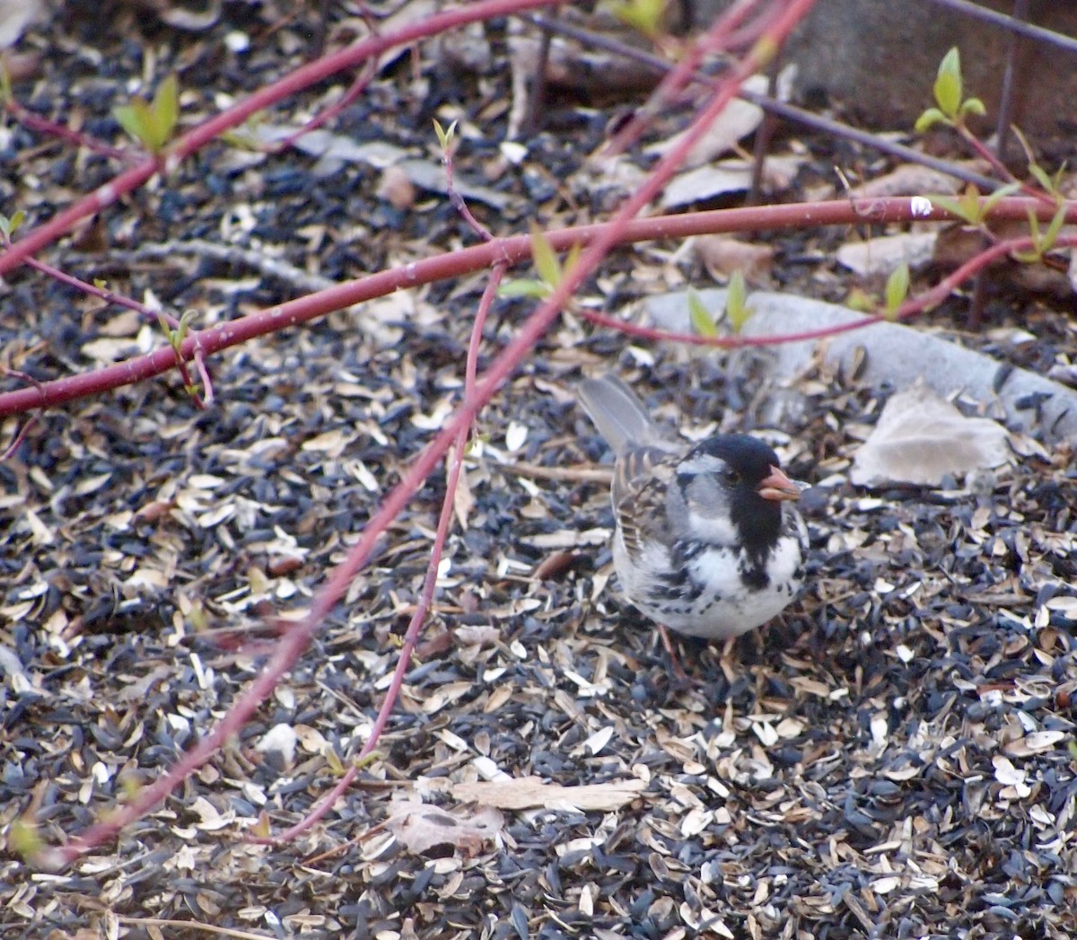 Harris's Sparrow - ML231127661