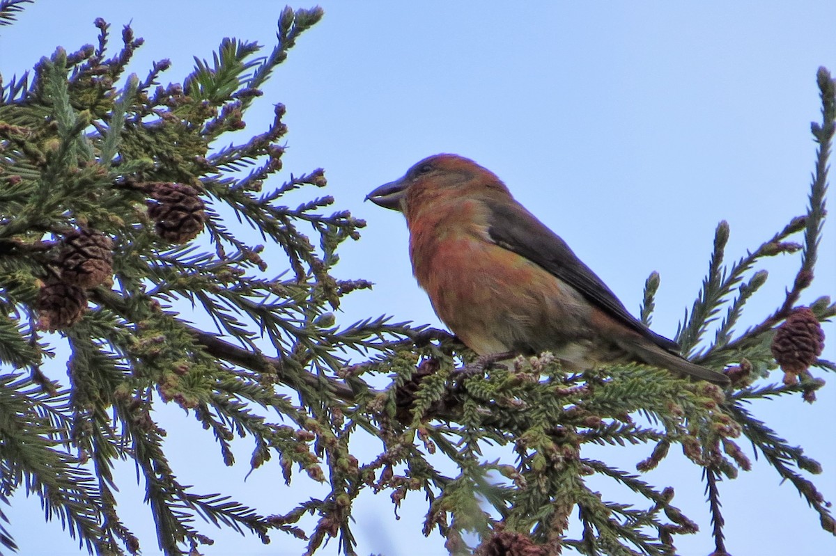 Red Crossbill - ML23113151