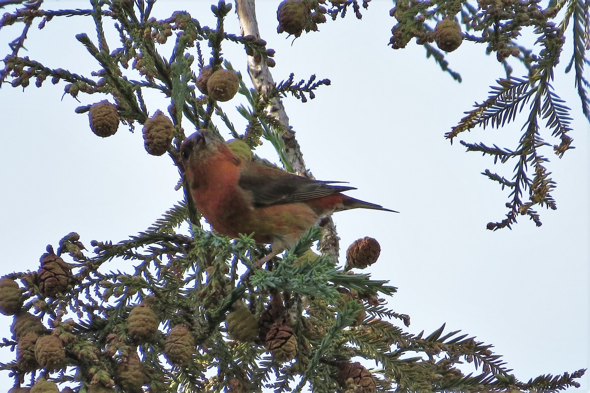 Red Crossbill - ML23113161