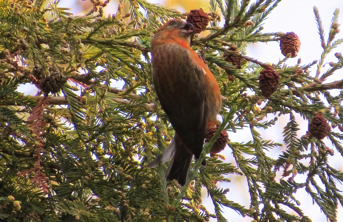 Red Crossbill - ML23113171