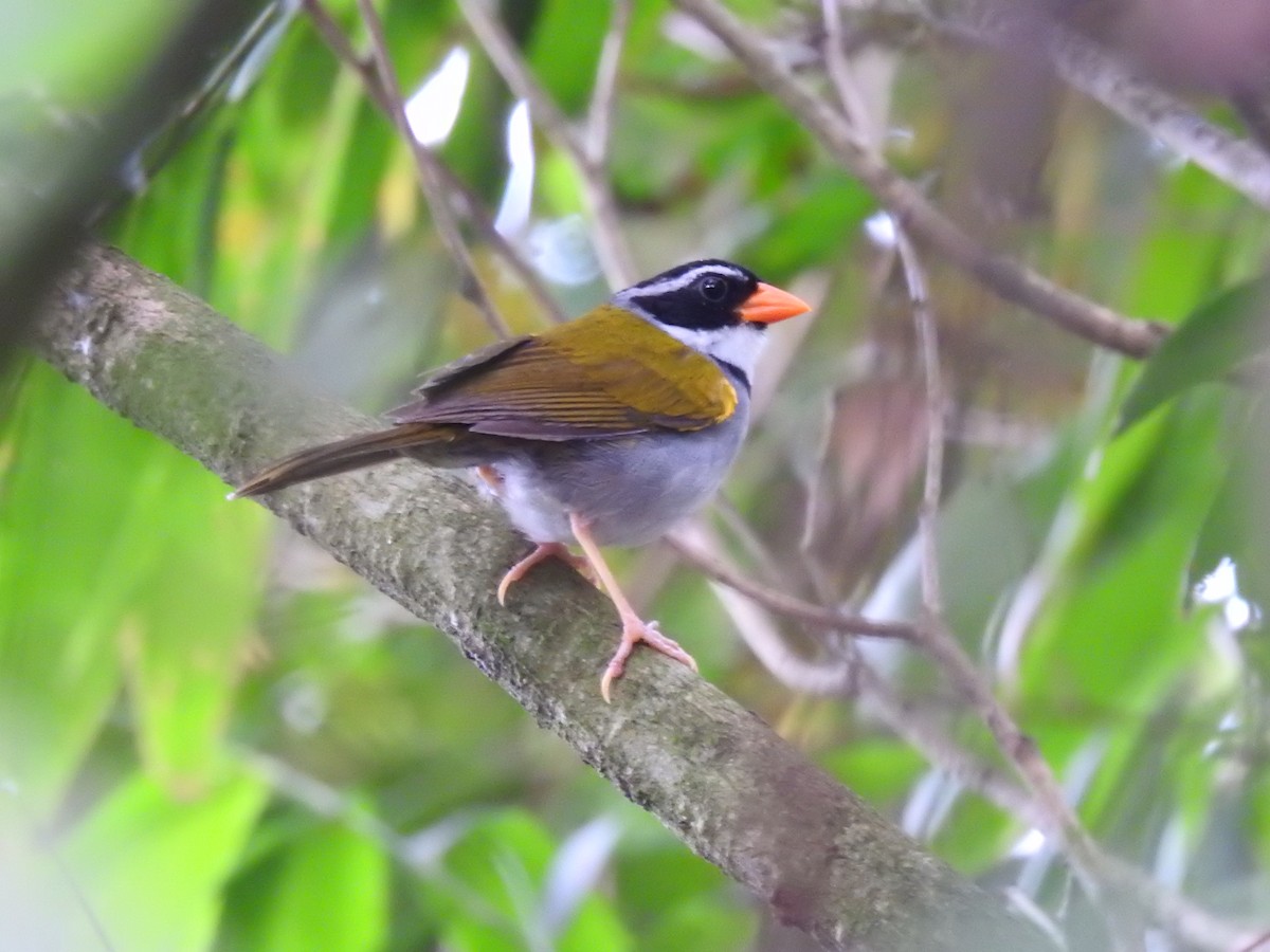 Orange-billed Sparrow - Hernán Fernández Remicio