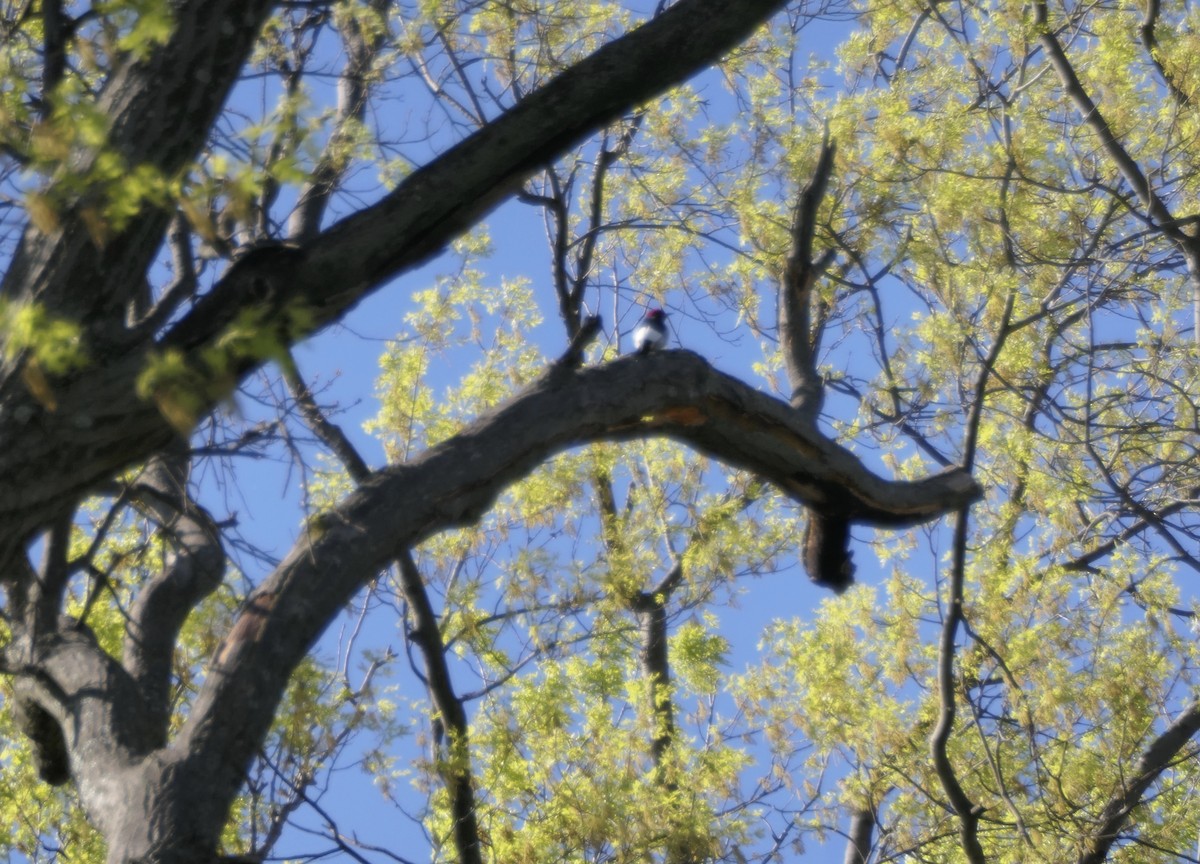 Red-headed Woodpecker - ML231133101