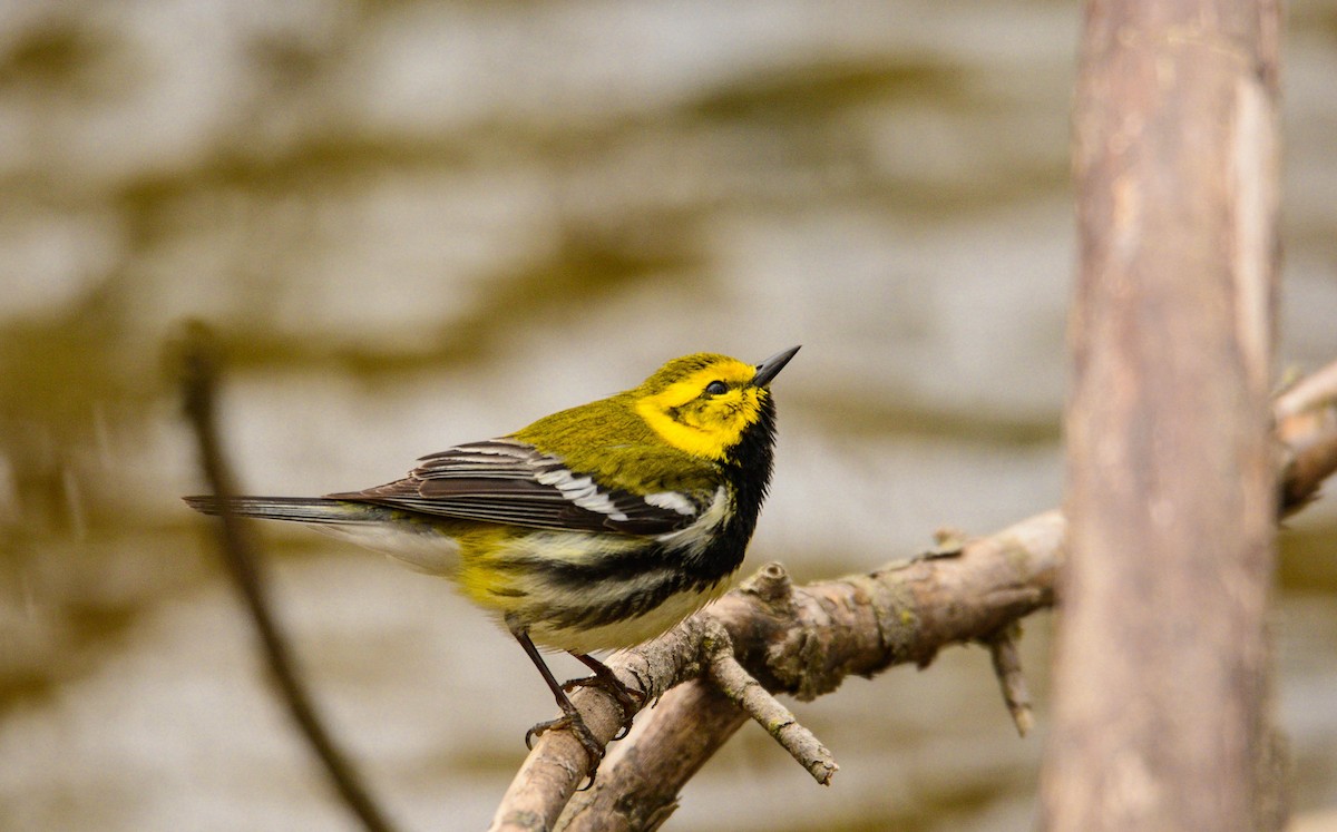 Black-throated Green Warbler - ML231133861