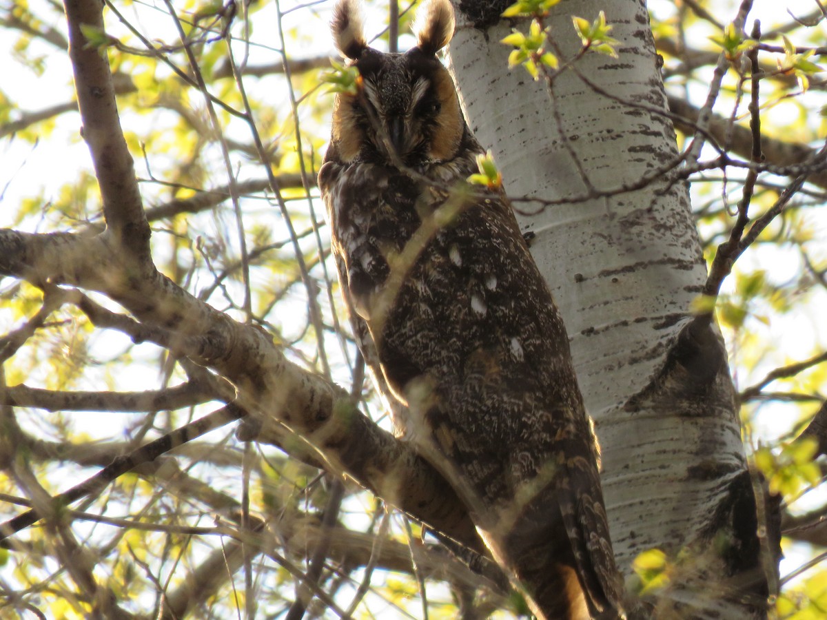 Long-eared Owl - ML231134061