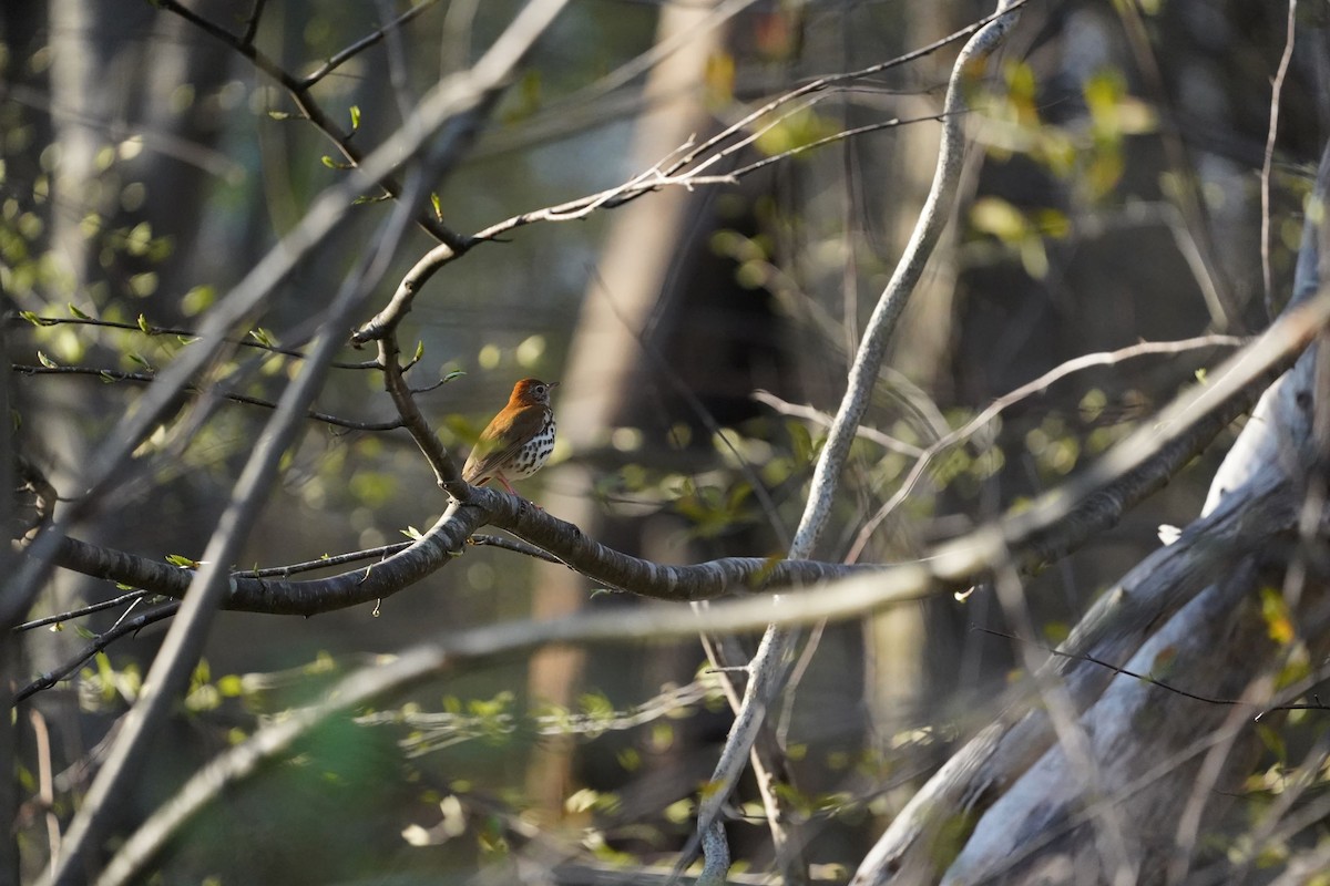 Wood Thrush - Yelena A Christian S