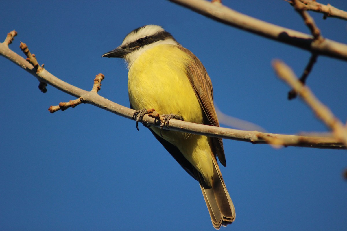 Great Kiskadee - Ivan Ebrecht