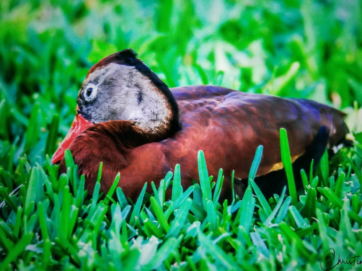 Black-bellied Whistling-Duck - ML231140621