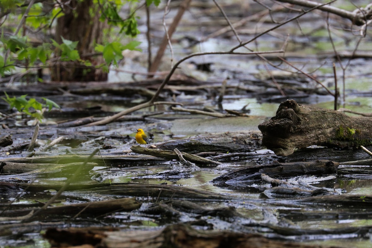 Prothonotary Warbler - Ian Souza-Cole