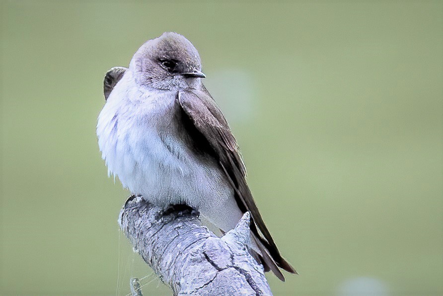 Northern Rough-winged Swallow - ML231142051