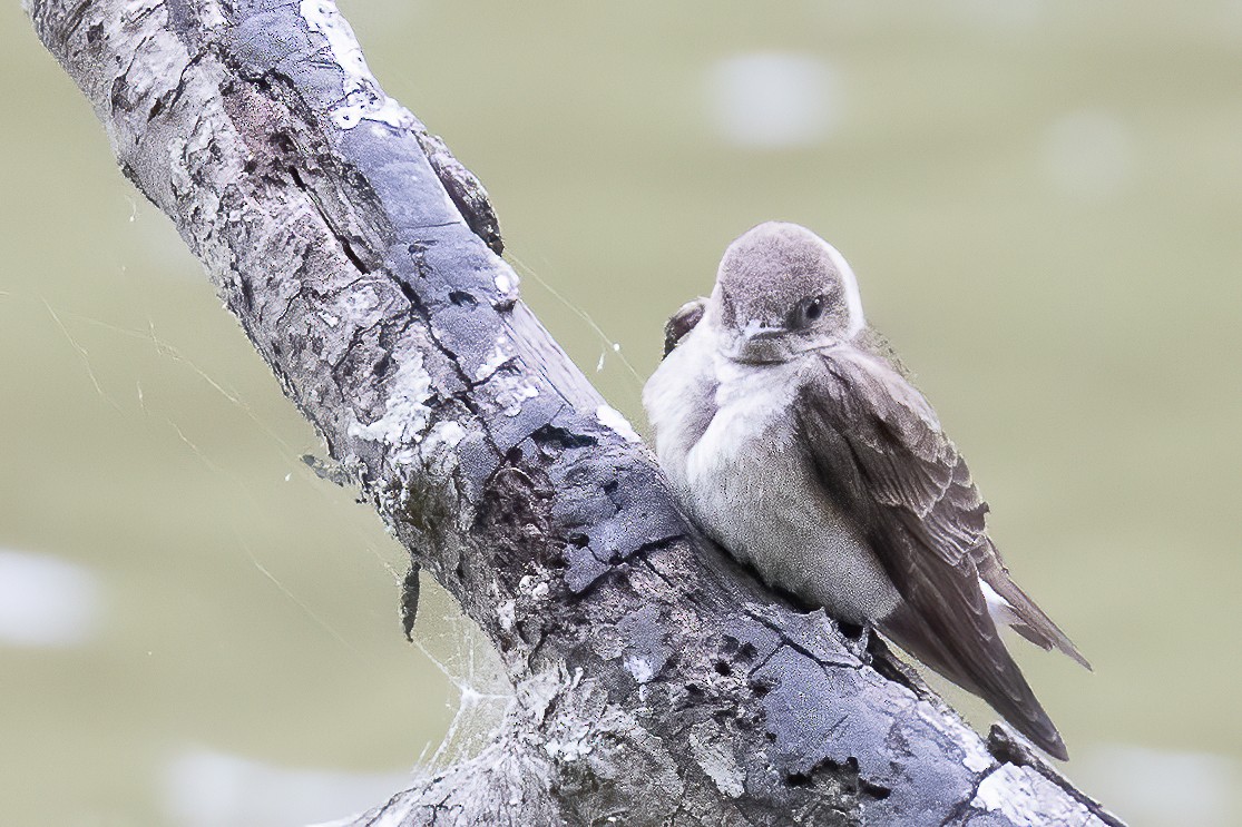 Northern Rough-winged Swallow - ML231142061