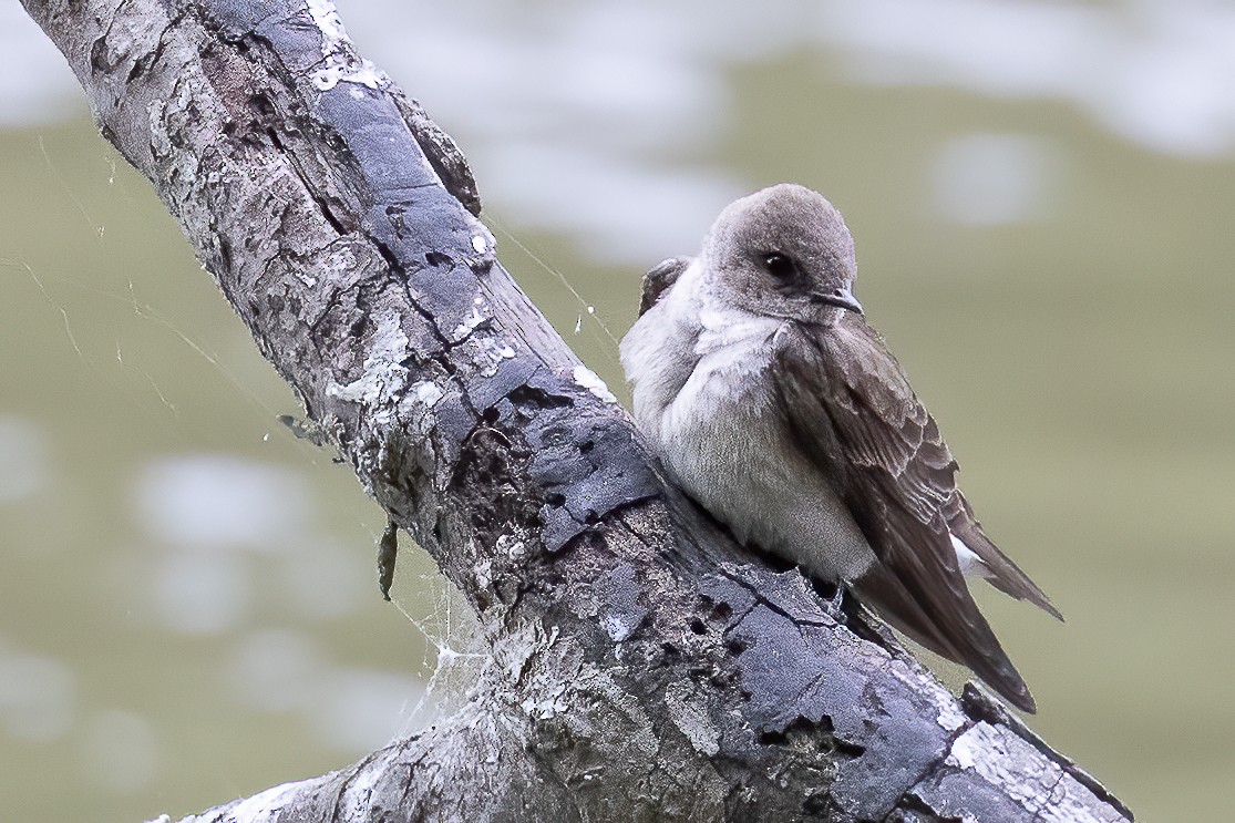 Northern Rough-winged Swallow - ML231142071