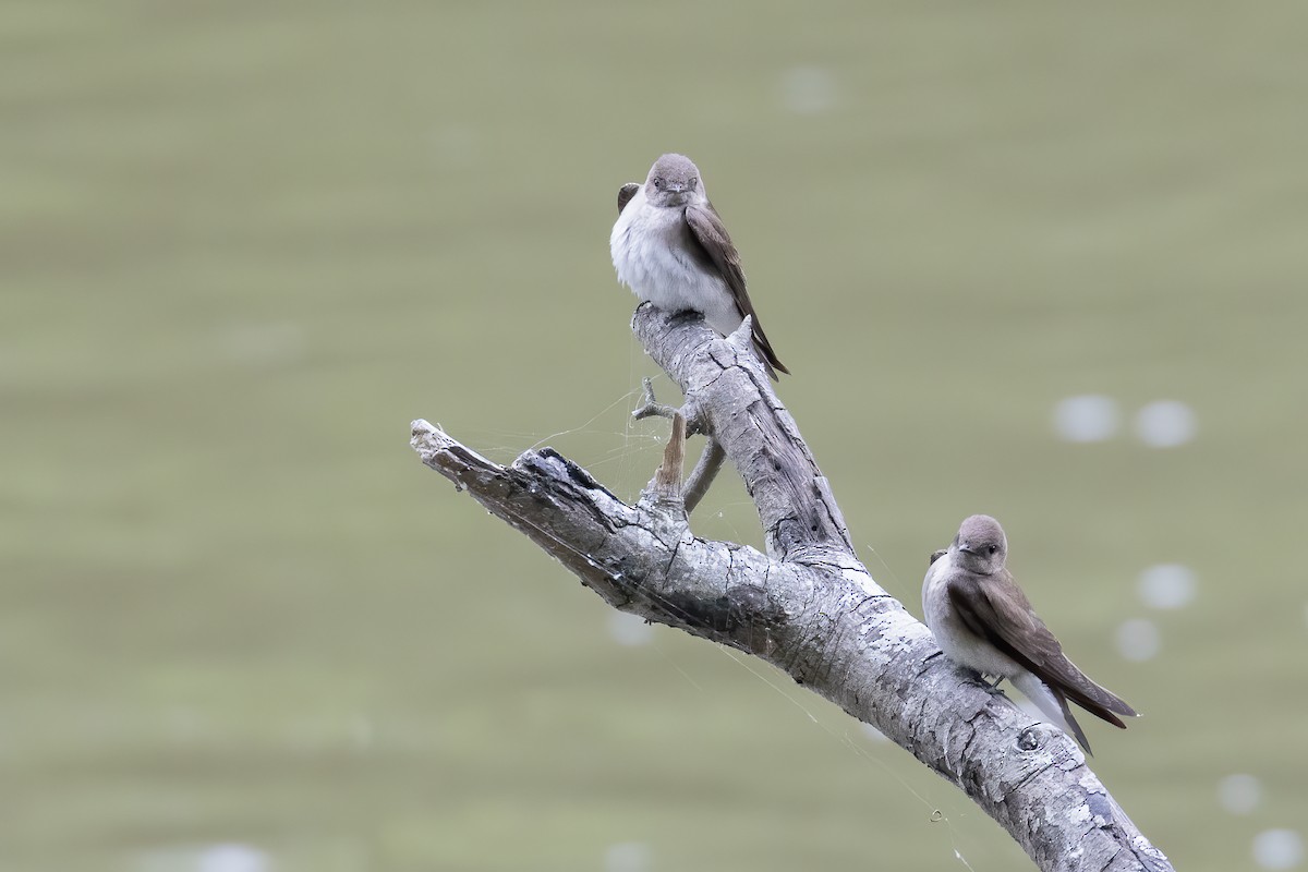 Northern Rough-winged Swallow - Bill Wood