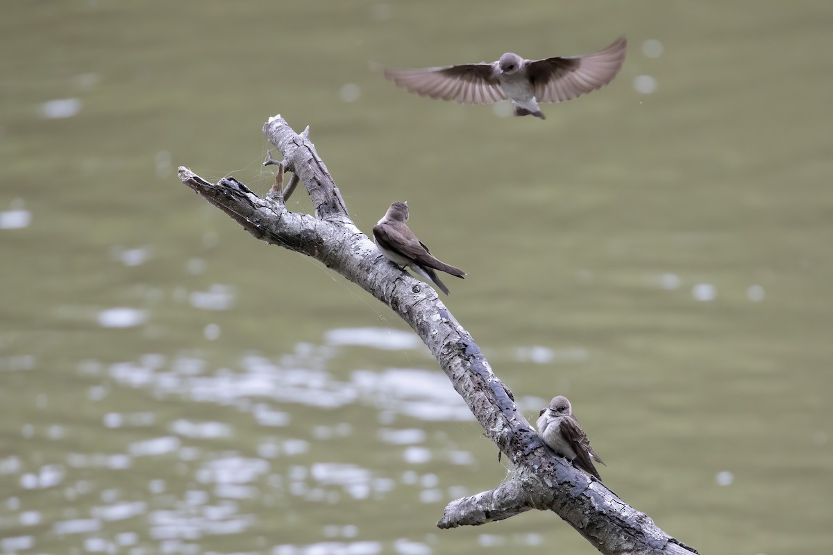 Northern Rough-winged Swallow - Bill Wood