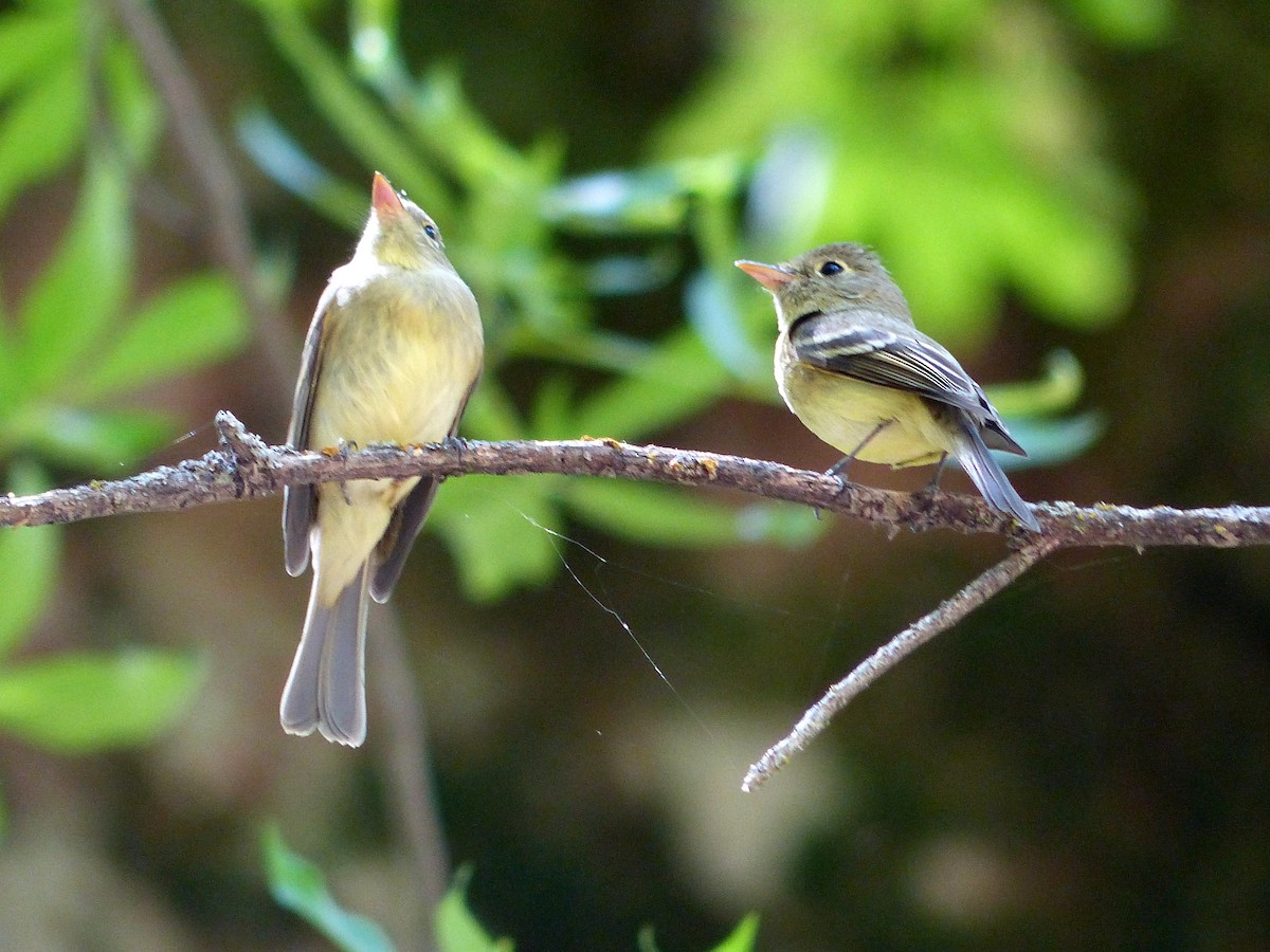 Western Flycatcher (Pacific-slope) - Chad Fike