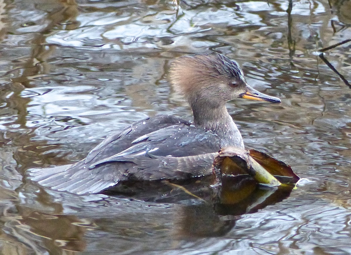 Hooded Merganser - Mike McGrenere