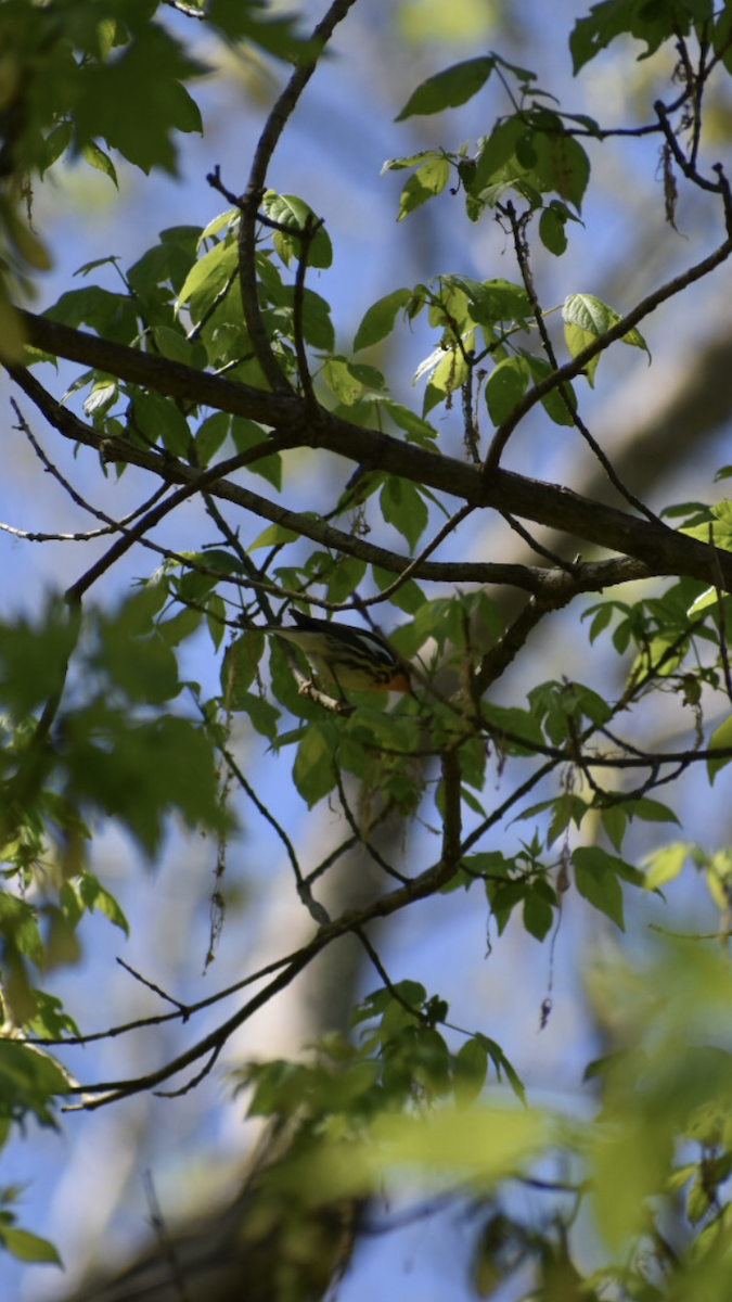 Blackburnian Warbler - ML231145171