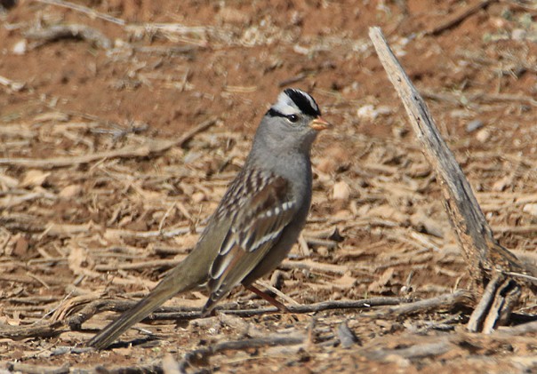 White-crowned Sparrow - Moe Bertrand