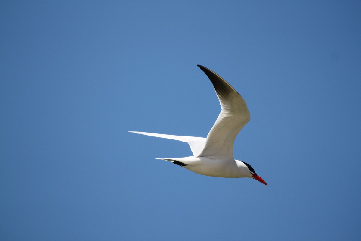 Caspian Tern - Joseph Malott